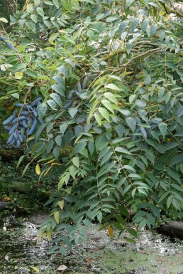 Augurkenstruik Decaisnea fargesii Pot Decaisnea fargesii