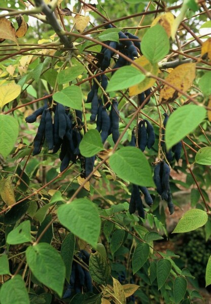 Augurkenstruik Decaisnea fargesii Pot