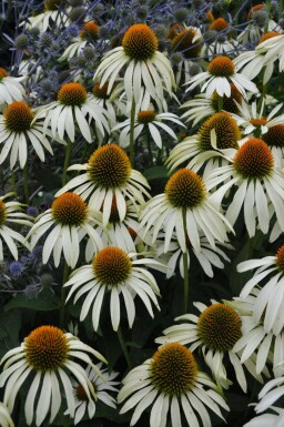 Zonnehoed Echinacea purpurea 'Alba' Pot Echinacea purpurea 'Alba'