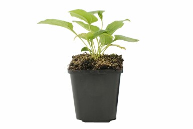 Zonnehoed Echinacea purpurea 'Alba' Pot Echinacea purpurea 'Alba'