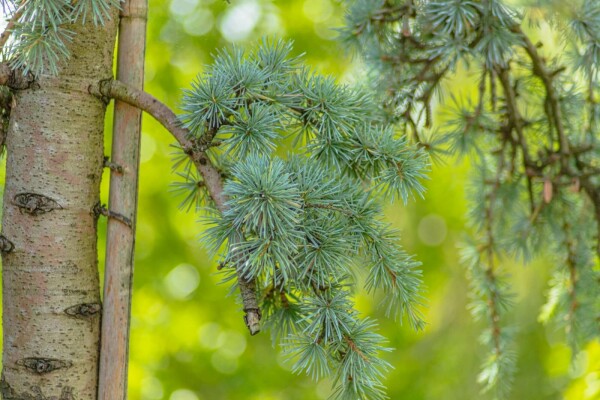 Cedrus atlantica 'Glauca Pendula' treurvorm