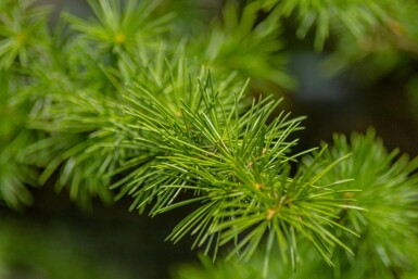 Treurende blauwe ceder Cedrus atlantica 'Glauca Pendula' Treurvorm Cedrus atlantica 'Glauca Pendula' treurvorm