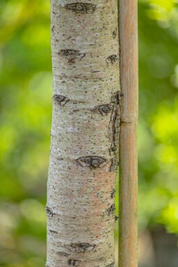 Cedrus atlantica 'Glauca Pendula' treurvorm