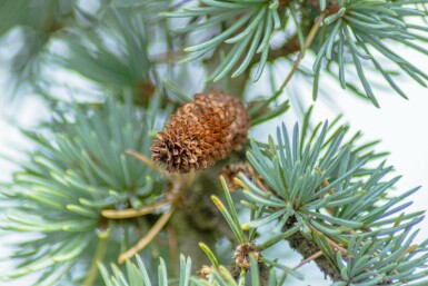 Cedrus atlantica 'Glauca Pendula' treurvorm