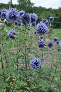 Kogeldistel Echinops bannaticus 'Blue Glow' Pot Echinops bannaticus 'Blue Glow'