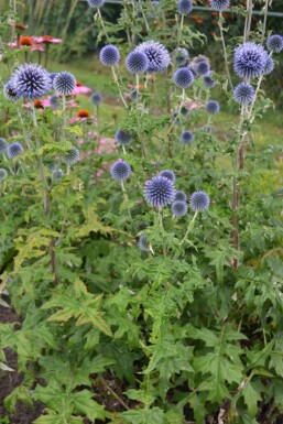 Kogeldistel Echinops ritro Pot Echinops ritro