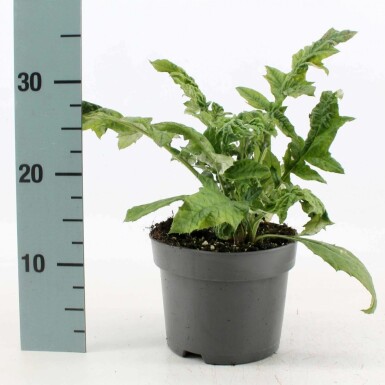 Kogeldistel Echinops ritro Pot Echinops ritro