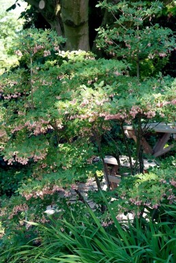 Pronkklokje Enkianthus campanulatus Pot Enkianthus campanulatus