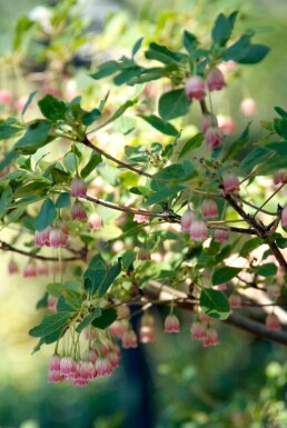 Pronkklokje Enkianthus campanulatus Pot Enkianthus campanulatus