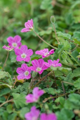 Reigersbek Erodium variabile 'Bishop's Form' Pot Erodium variabile 'Bishop's Form'