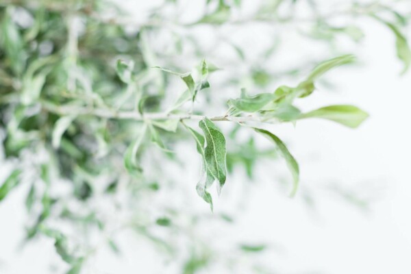 Pyrus salicifolia 'Pendula' treurvorm 80cm stam