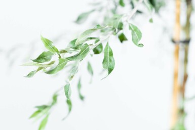 Pyrus salicifolia 'Pendula' halfstam 6/8 150cm stam