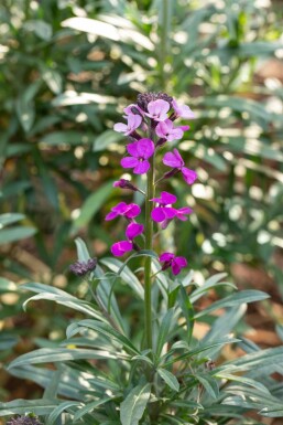 Muurbloem Erysimum 'Bowles Mauve' Pot Erysimum 'Bowles Mauve'