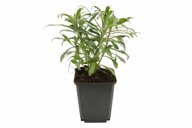 Muurbloem Erysimum 'Bowles Mauve' Pot Erysimum 'Bowles Mauve'