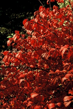 Kardinaalshoed Euonymus alatus 'Compactus' Pot Euonymus alatus 'Compactus' struik