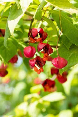 Wilde kardinaalsmuts Euonymus europaeus 'Red Cascade' Pot Euonymus europaeus 'Red Cascade' struik