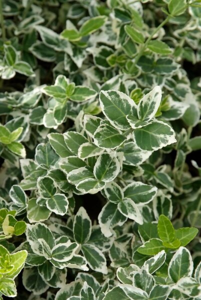 Euonymus fortunei 'Emerald Gaiety' C1,5 15-20