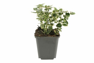 Bontbladige kardinaalsmuts Euonymus fortunei 'Emerald Gaiety' Pot Euonymus fortunei 'Emerald Gaiety'