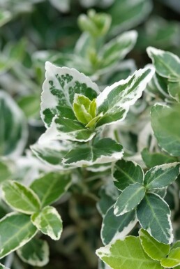 Euonymus fortunei 'Emerald Gaiety' C1,5 15-20