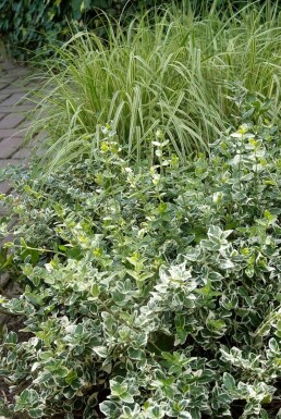 Euonymus fortunei 'Emerald Gaiety' C1,5 15-20