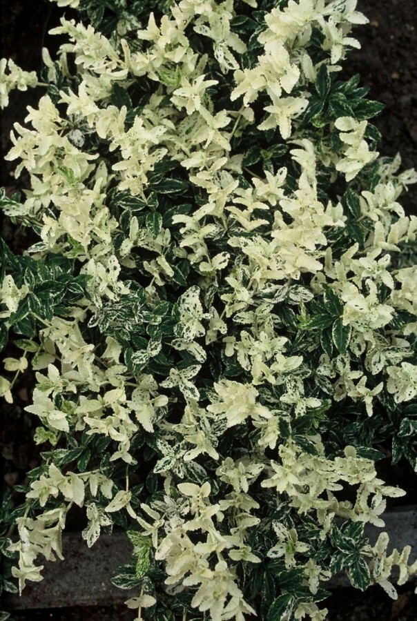 Euonymus fortunei 'Harlequin'