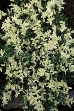 Kardinaalsmuts Euonymus fortunei 'Harlequin' Pot Euonymus fortunei 'Harlequin' struik