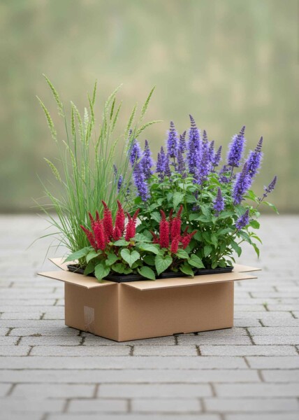 Zomerpracht Mix
