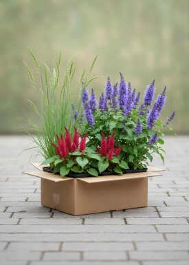 Zomerpracht Mix