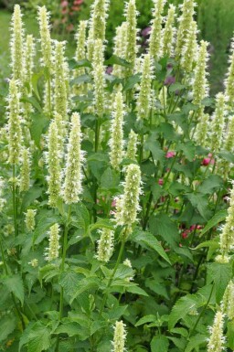 Nazomer Nectar Pakket