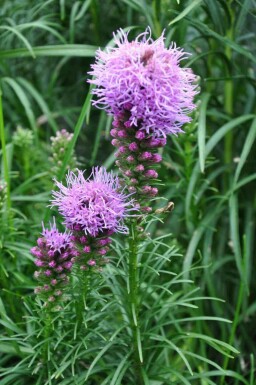 Nazomer Nectar Pakket