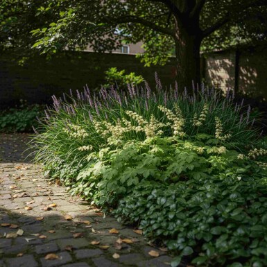 EasyGreen Mix