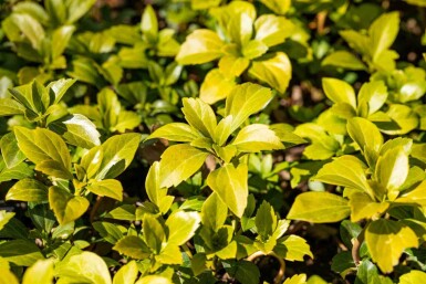 EasyGreen Mix
