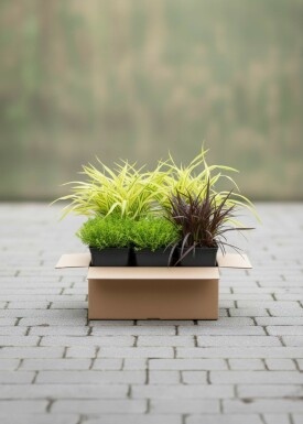 Grassenpracht Mix
