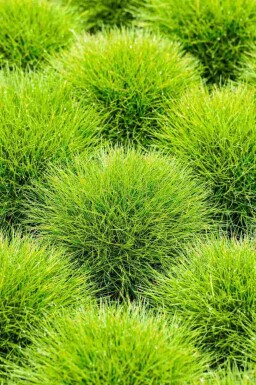 Grassenpracht Mix
