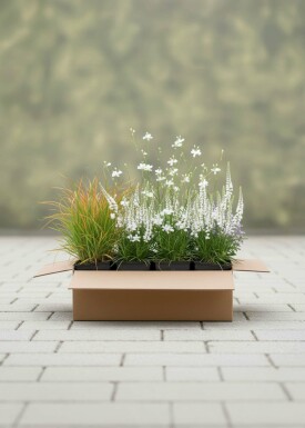Zomerbries Mix