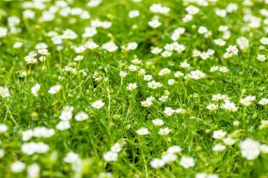 Natuurlijke Elegantie Mix