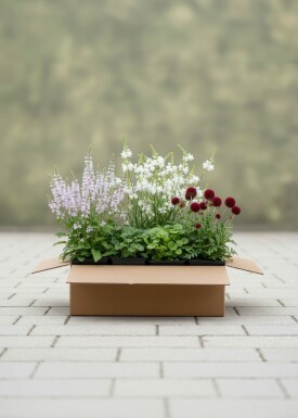Whispering Flowers