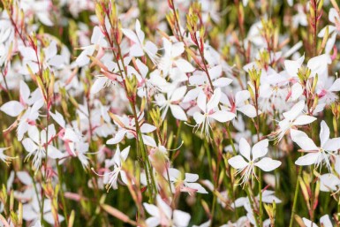 Whispering Flowers
