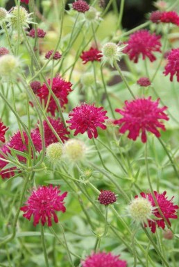 Whispering Flowers
