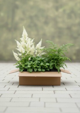 Forest Charm Mix
