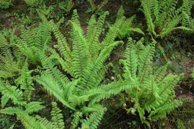 Forest Charm Mix