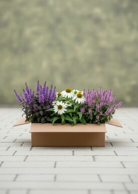Zomerbalans Mix