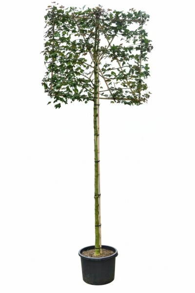 Acer campestre leiboom 10/12 190cm stam 150b x 120h