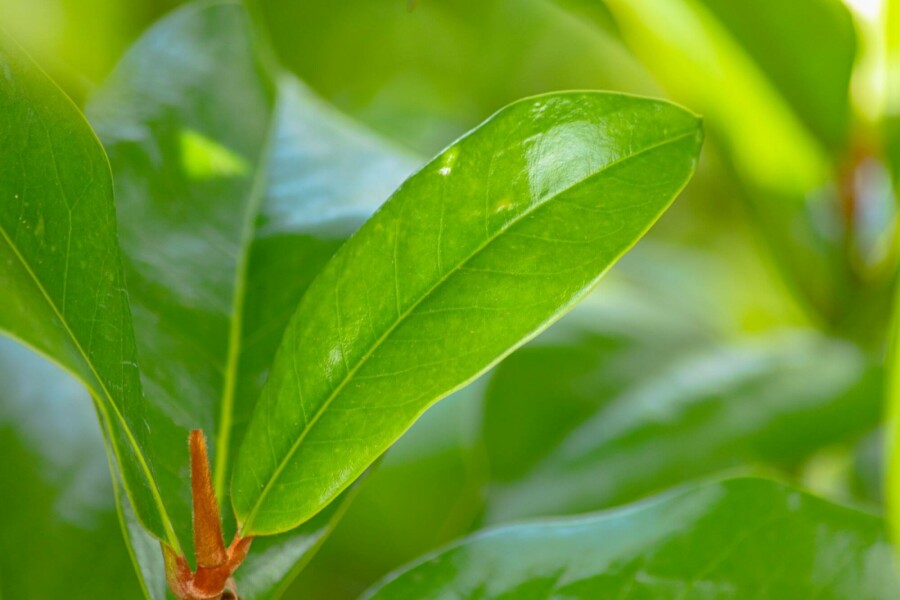 Beverboom Magnolia grandiflora 'Galissonnière' Leiboom stamomtrek 8-10 stamhoogte 190 Lei 150 x 120  Magnolia grandiflora 'Galissonnière' leiboom 8/10 190cm stam 150b x 120h