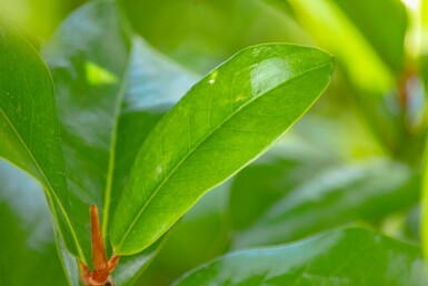 Beverboom Magnolia grandiflora 'Galissonnière' Leiboom Magnolia grandiflora 'Galissonnière' leiboom
