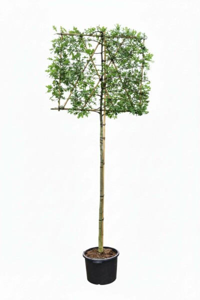 Quercus palustris leiboom 12/14 190cm stam 150b x 120h