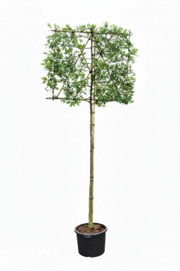 Quercus palustris leiboom