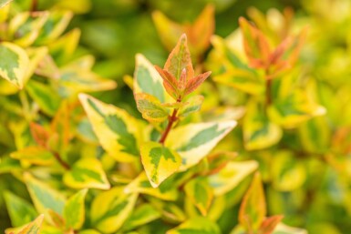 Abelia grandiflora 'Kaleidoscope' struik 40-50 cm