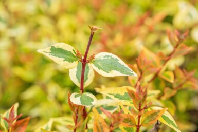 Abelia grandiflora 'Kaleidoscope' struik 40-50 cm