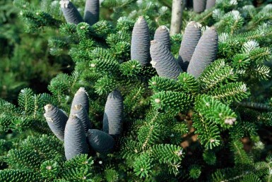 Abies koreana struik 60-80 cm